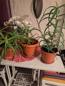 Aaloe (1 foto / 1)