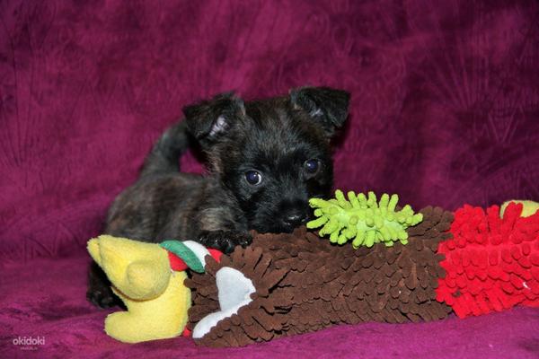Cairn terrier puppies (foto #2)