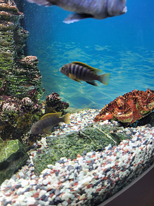 Labidochromis Hongi ~5cm (2 foto / 3)