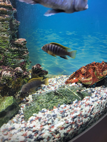 Labidochromis Hongi ~5cm (foto #2)