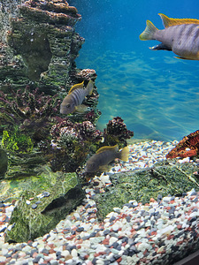 Labidochromis Hongi ~5cm (3 foto / 3)