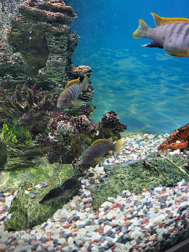 Labidochromis Hongi ~5cm (foto #3)