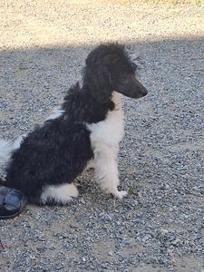 Rambo