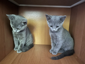 Русские голубые кошки (4 фото из 6)