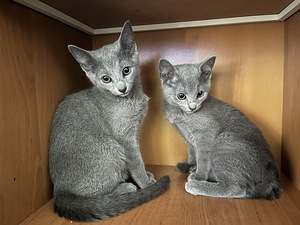 Krievu zilās šķirnes kaķi