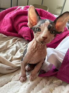 Sfinksi uros pentu (2 valokuva sivusta 4)