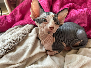 Sfinksi uros pentu (3 valokuva sivusta 4)