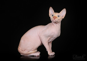 Sfinx nuori uros (4 valokuva sivusta 4)