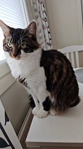 Maatiais kissat etsivät kotia (5 valokuva sivusta 7)