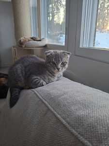 Söpöliinit (2 valokuva sivusta 3)