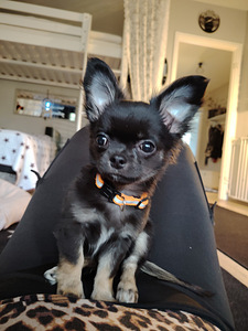 Chihuahua uros pentu