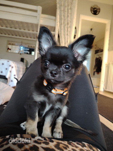 Chihuahua uros pentu