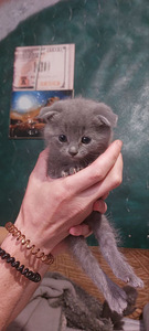Шотландські кошенята