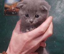 Шотландські кошенята