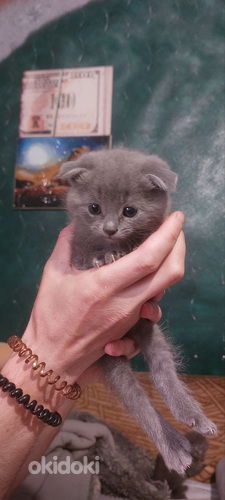 Шотландські кошенята