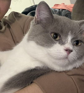 British Shorthair kissa (1 valokuva sivusta 10)