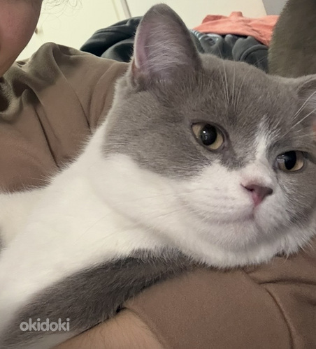 British Shorthair kissa
