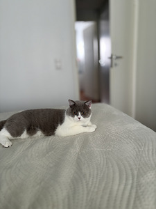 British Shorthair kissa (2 valokuva sivusta 10)