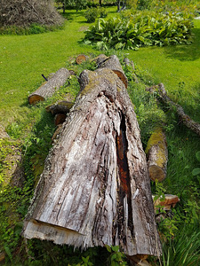Tammepuit tammetüvi - Tori vald, Pärnumaa (4 foto / 8)
