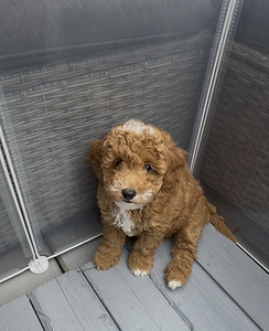 Maltipoo-pennut (2 valokuva sivusta 5)