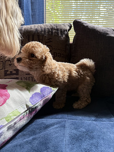 Maltipoo-pennut (5 valokuva sivusta 5)
