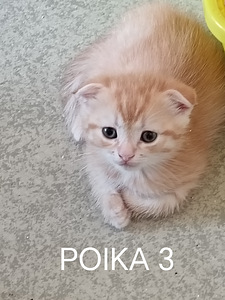 Kotikissan pennut (3 valokuva sivusta 10)