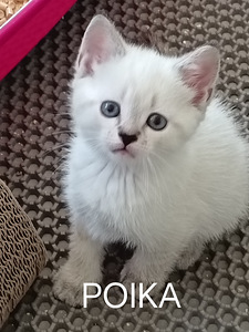 Kotikissan pennut (4 valokuva sivusta 10)
