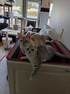 Sekärotuinen harmaa tyttö pentu (4 valokuva sivusta 9)
