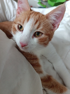 Luovutusikäinen poika (2 valokuva sivusta 5)