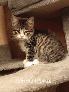 Kissanpennut (5 valokuva sivusta 9)