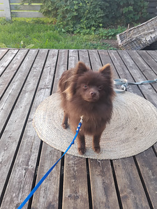 Pomeranian uros