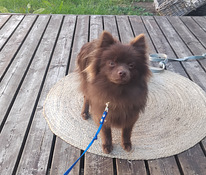 Pomeranian uros