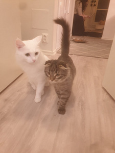 Kissanpentu etsii uutta kotia (5 valokuva sivusta 6)