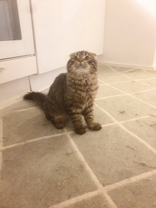 Kissanpentu etsii uutta kotia (2 valokuva sivusta 5)