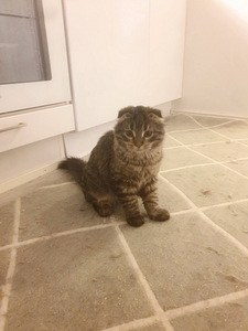 Kissanpentu etsii uutta kotia (3 valokuva sivusta 5)