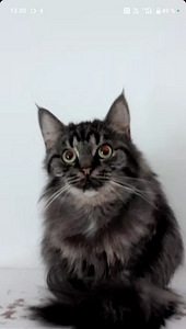 Kissanpentu etsii uutta kotia (2 valokuva sivusta 5)