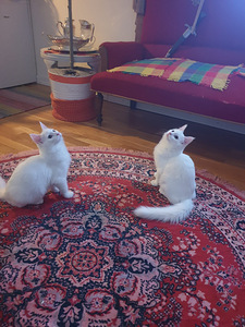 Kauniit valkoiset kissat (2 valokuva sivusta 10)