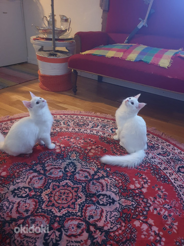 Kauniit valkoiset kissat