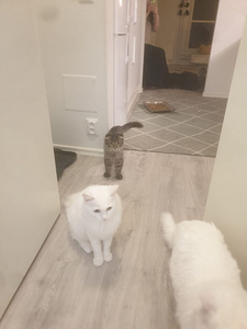 Kauniit valkoiset kissat (10 valokuva sivusta 10)