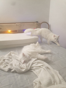 Suloiset kissat (3 valokuva sivusta 9)