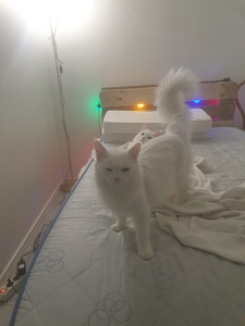 Suloiset kissat (4 valokuva sivusta 9)