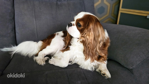 Cavalier King Charlies Spaniel ВЯЗКА