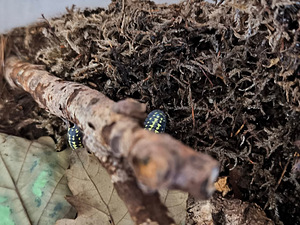 Armadillidium gestroi kakand (2 foto / 5)