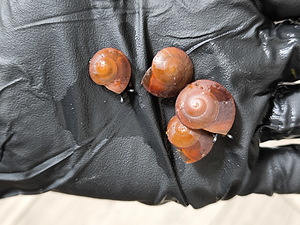 Pleurodonte exellence (6 foto / 10)