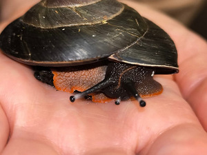 Pleurodonte exellence (8 foto / 10)