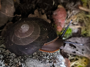 Pleurodonte exellence (7 foto / 10)