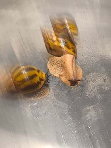 Achatina Achatina (3 foto / 10)
