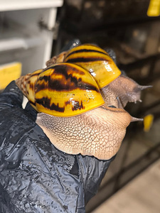 Achatina Achatina (5 foto / 10)