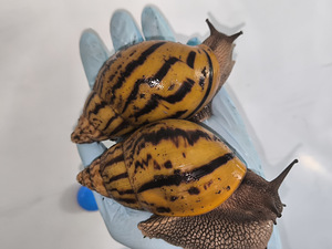 Achatina Achatina (7 foto / 10)