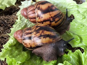 Achatina/archachatina (6 foto / 10)